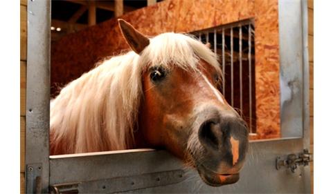 centre equestre.jpg